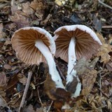 Gymnopus iocephalus image