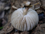 Mycena galericulata image