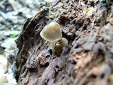 Mycena galericulata image