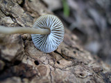Mycena galericulata image