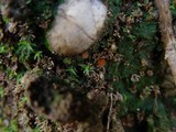 Inermisia gyalectoides image