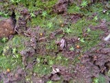 Inermisia gyalectoides image