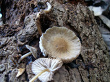 Mycena galericulata image