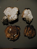 Gyromitra montana image