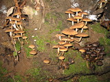 Psathyrella piluliformis image