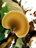 Polyporus leprieurii image