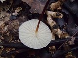 Marasmius cohortalis image