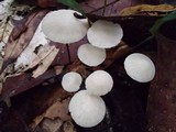 Marasmius cohortalis image