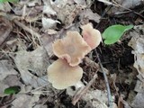 Entoloma conferendum image