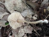 Entoloma conferendum image