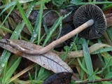 Panaeolus olivaceus image