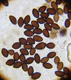 Panaeolus olivaceus image