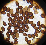 Panaeolus olivaceus image