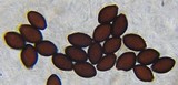 Panaeolus olivaceus image