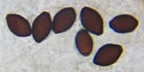 Panaeolus olivaceus image