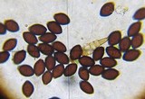 Panaeolus olivaceus image