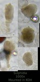 Panaeolus olivaceus image