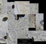 Panaeolus olivaceus image
