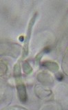 Panaeolus olivaceus image