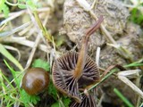 Psilocybe coprophila image