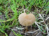 Psilocybe coprophila image