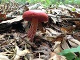 Boletus frostii image