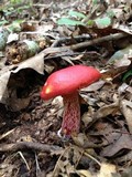 Boletus frostii image