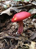 Boletus frostii image