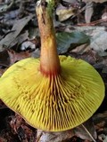 Phylloporus rhodoxanthus image