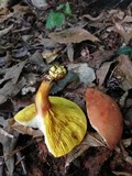 Phylloporus rhodoxanthus image