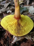 Phylloporus rhodoxanthus image