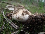 Amanita curtipes image