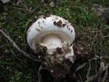 Amanita curtipes image