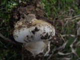 Amanita curtipes image