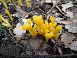 Microglossum rufum image
