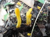 Microglossum rufum image