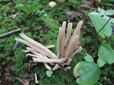 Clavaria fumosa image