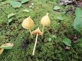 Inocephalus murrayi image
