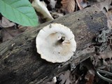 Polyporus leptocephalus image