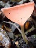 Cookeina speciosa image