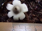 Geastrum fimbriatum image