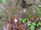Collybia cirrhata image