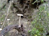 Collybia cirrhata image