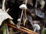 Mycena galopus var. galopus image