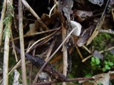 Mycena galopus var. galopus image