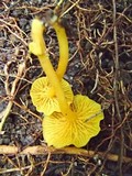 Dictyoploca rhyssophylla image