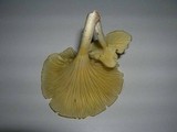 Chrysomphalina strombodes image