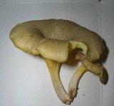 Chrysomphalina strombodes image