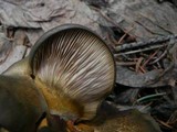 Sarcomyxa serotina image