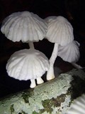 Marasmiellus volvatus image